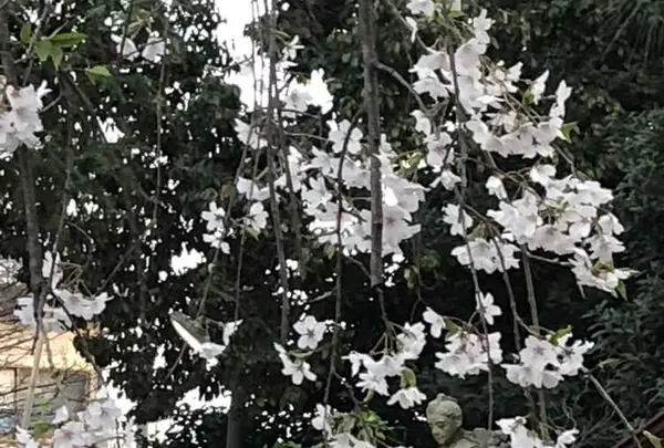 埼玉狭山市広瀬神社の写真・動画_image_186994