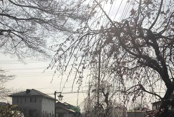 埼玉狭山市広瀬神社の写真・動画_image_186998