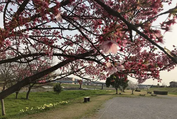 埼玉県狭山市新富士見橋の写真・動画_image_187010