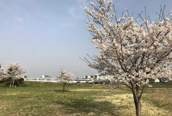 埼玉県狭山市新富士見橋の写真・動画_image_187011