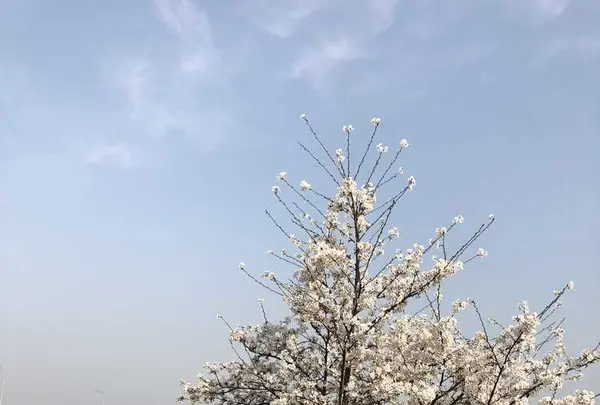 埼玉県狭山市新富士見橋の写真・動画_image_187012