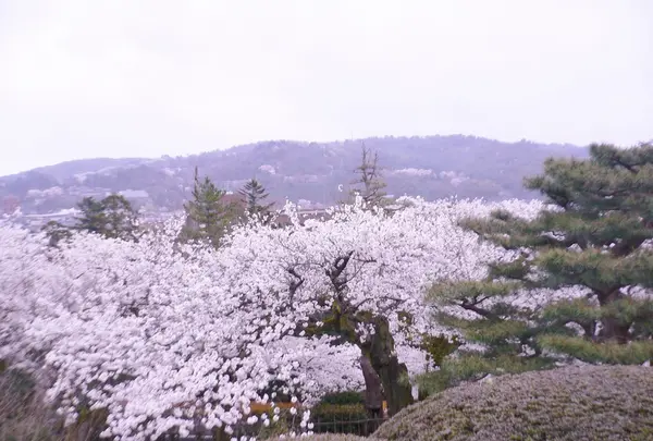 兼六園の写真・動画_image_187107