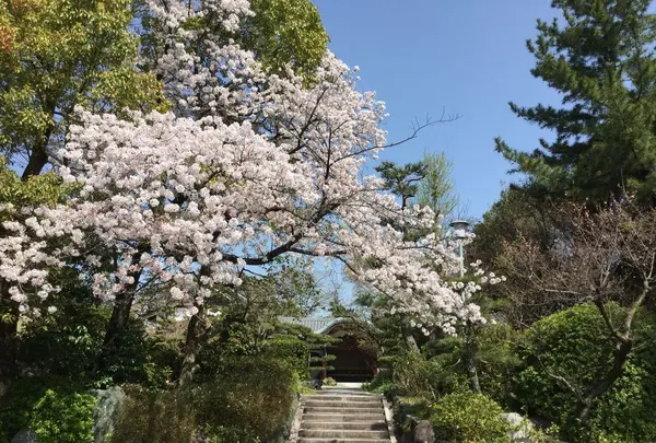 太清寺の写真・動画_image_187186
