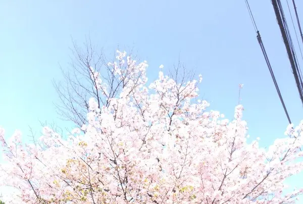 手づくりパンの店 櫻蔵の写真・動画_image_187194