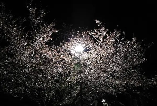 旧岩淵水門の写真・動画_image_187315