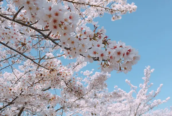 蹴上インクラインの写真・動画_image_187337