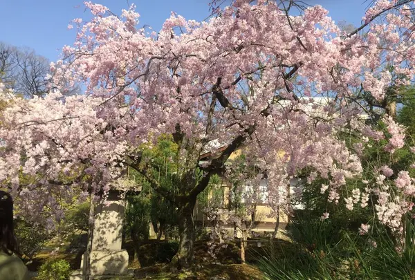 【閉館】フォーエバー現代美術館 祇園京都の写真・動画_image_187351