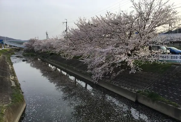 竜田川周辺の写真・動画_image_187367