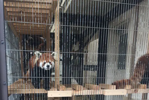 大島公園動物園の写真・動画_image_187379
