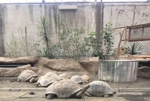 大島公園動物園の写真・動画_image_187380