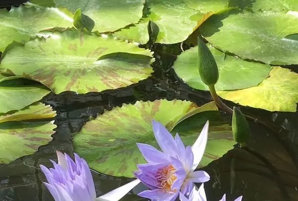 熱川バナナワニ園の写真・動画_image_187401