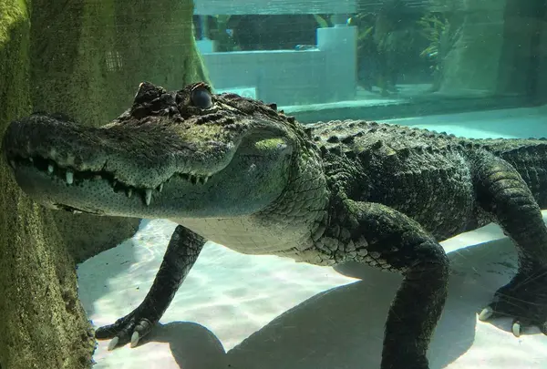 熱川バナナワニ園の写真・動画_image_187403