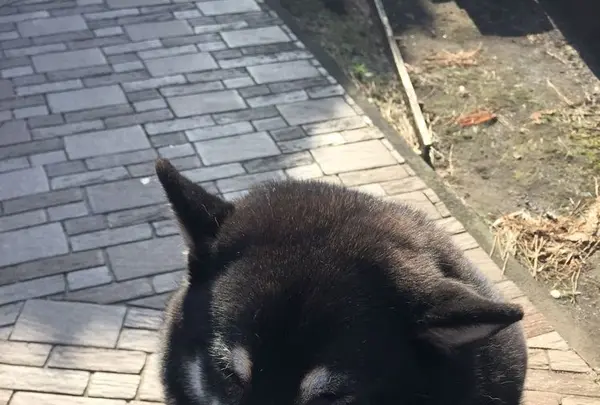 ふれあい民宿椿山の写真・動画_image_187411