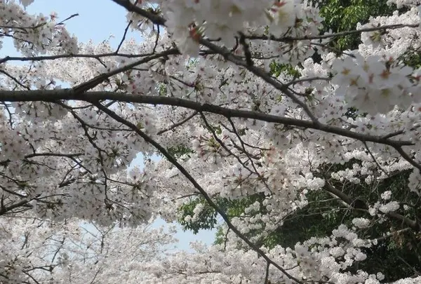 蹴上インクラインの写真・動画_image_187457