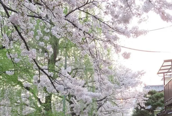 鴨東運河の写真・動画_image_187468