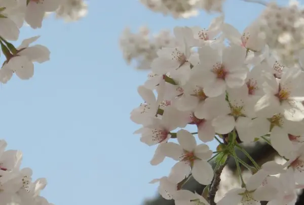 蹴上インクラインの写真・動画_image_187472