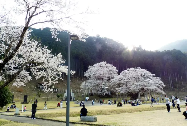 根尾谷淡墨桜の写真・動画_image_187489