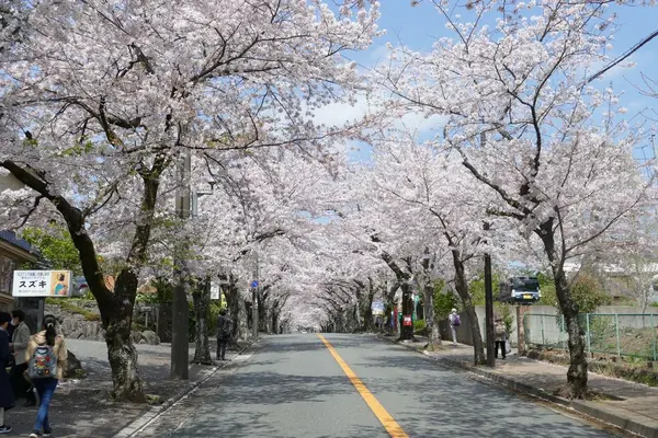 伊豆高原桜並木の写真・動画_image_187525