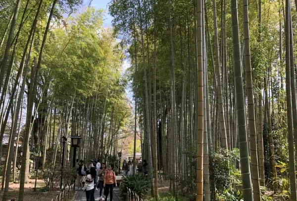修善寺の写真・動画_image_187540