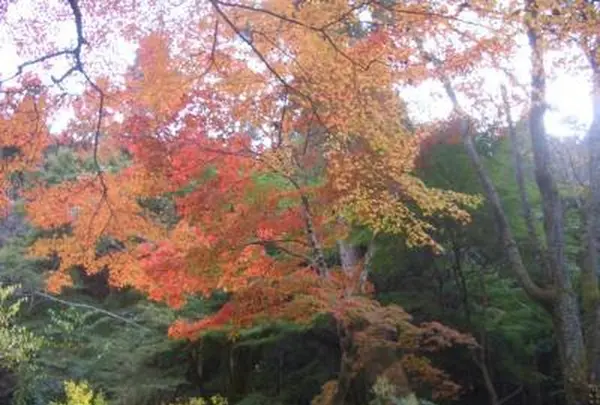 靱公園の写真・動画_image_187559