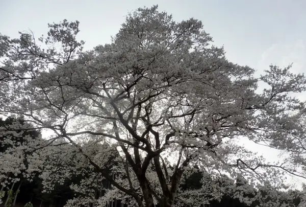 根尾谷淡墨桜の写真・動画_image_187575