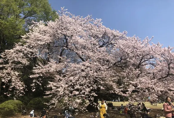 新宿御苑の写真・動画_image_187582