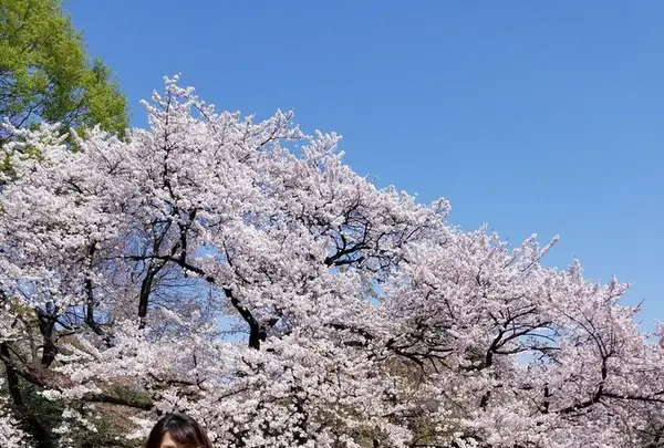 新宿御苑の写真・動画_image_187583