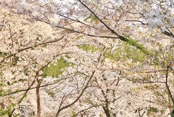 安倍文殊院の写真・動画_image_187685