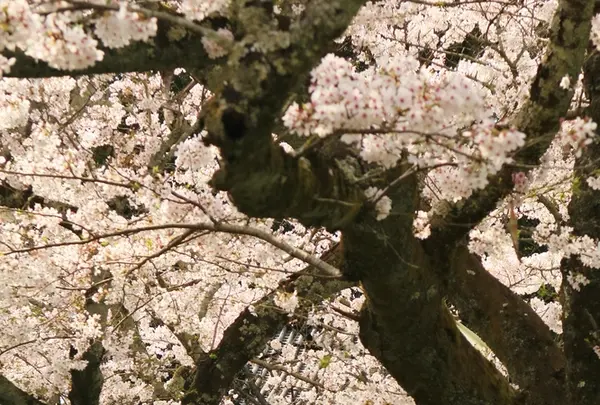 長岳寺の写真・動画_image_187698