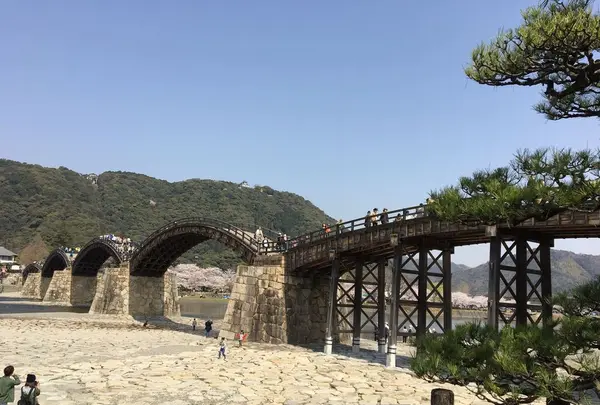 錦帯橋の写真・動画_image_187748