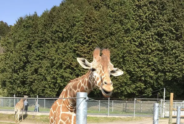 サファリランドの写真・動画_image_187750