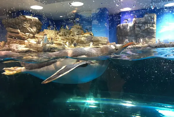 下関市立しものせき水族館・海響館の写真・動画_image_187753