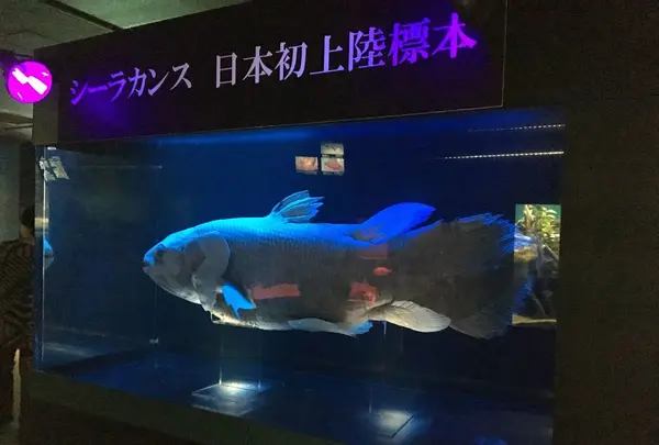 下関市立しものせき水族館・海響館の写真・動画_image_187754