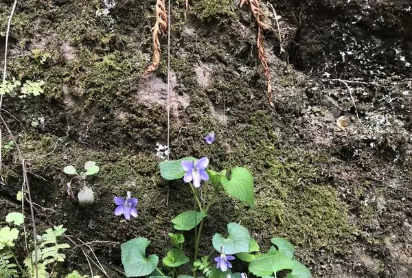 宿谷の滝の写真・動画_image_188107