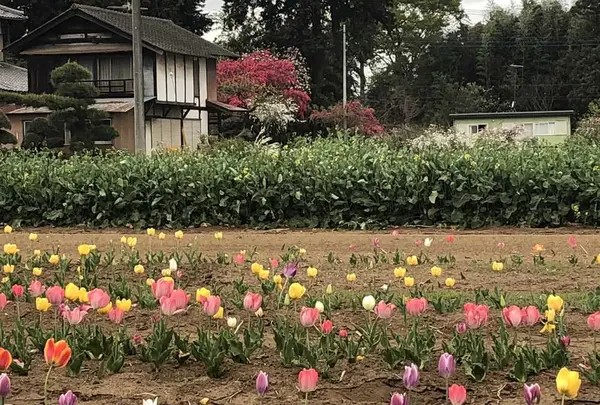 毛呂山町葛木の写真・動画_image_188126