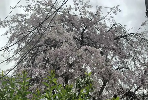 武者小路実篤記念新しき村美術館の写真・動画_image_188136