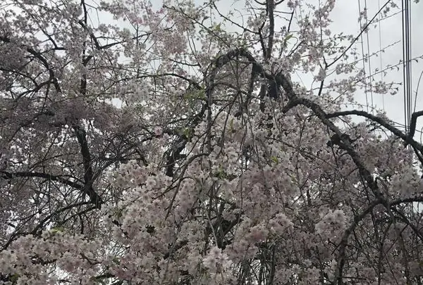 武者小路実篤記念新しき村美術館の写真・動画_image_188139