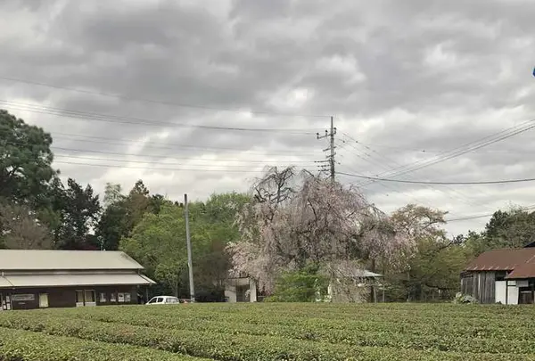 武者小路実篤記念新しき村美術館の写真・動画_image_188141