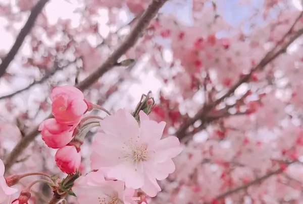 城山公園の写真・動画_image_188363