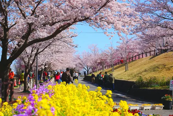 さくらの山公園の写真・動画_image_188674