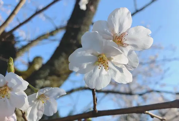 成田山公園の写真・動画_image_188711