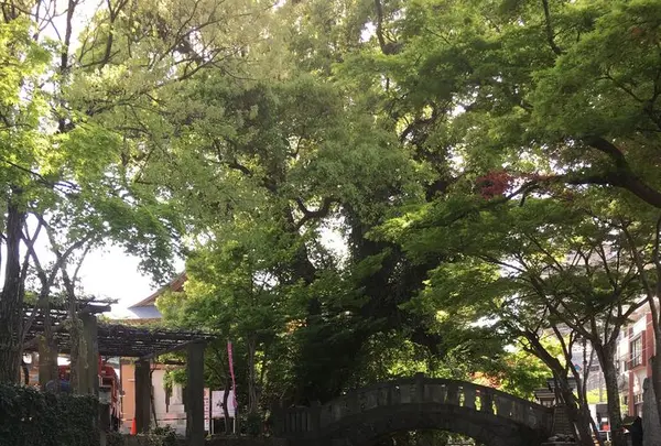 佐賀県護国神社の写真・動画_image_188856