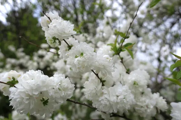 いつも花が咲いているの写真・動画_image_189107