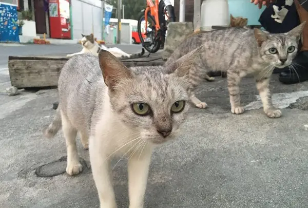 阿波連ビーチの写真・動画_image_189123