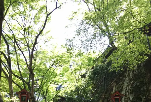 愛宕念仏寺の写真・動画_image_189380