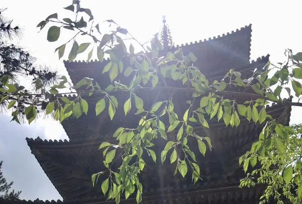 醍醐寺の写真・動画_image_189408