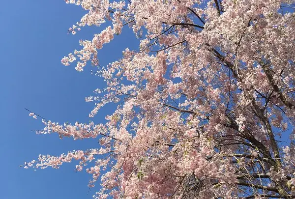 原谷苑の写真・動画_image_189463