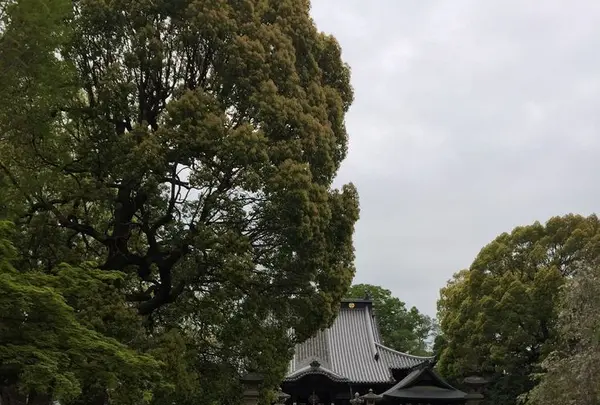 鑁阿寺の写真・動画_image_189715