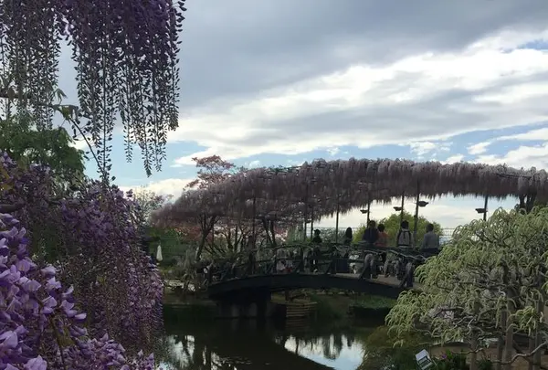 あしかがフラワーパークの写真・動画_image_189732