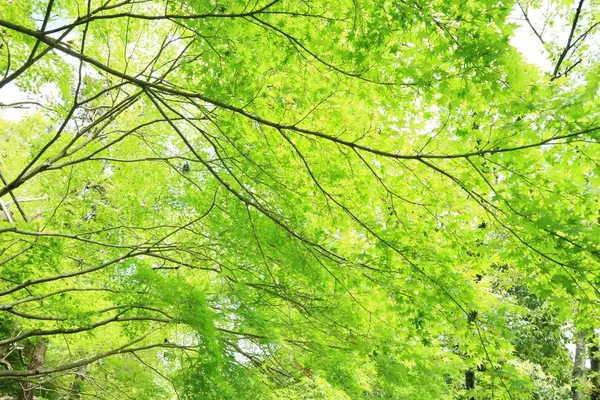 今熊野観音寺の写真・動画_image_189989